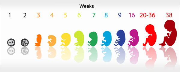 diagram of baby development